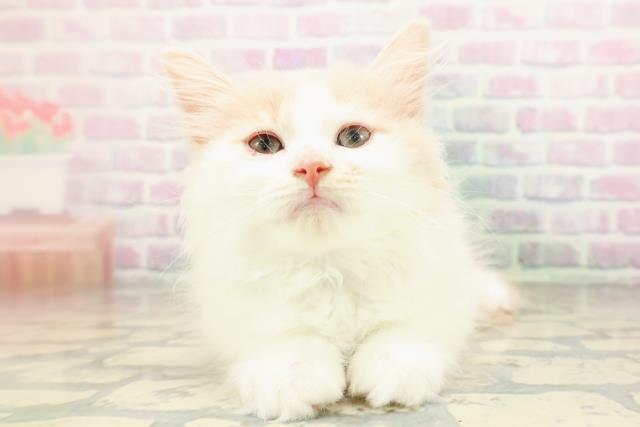 栃木県のラガマフィン (Coo&RIKU足利店/2026年3月31日生まれ/男の子/クリームタビーホワイト)の子猫の1枚目の画像