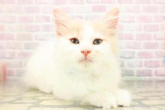 栃木県のラガマフィン (Coo&RIKU足利店/2026年3月31日生まれ/男の子/クリームタビーホワイト)の子猫の3枚目の画像