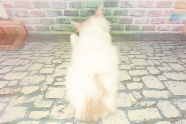 栃木県のラガマフィン (Coo&RIKU足利店/2026年3月31日生まれ/男の子/クリームタビーホワイト)の子猫の4枚目の画像
