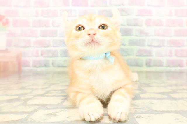 東京都のアメリカンカール (Coo&RIKU八王子西店/2026年3月31日生まれ/男の子/レッドタビー)の子猫の1枚目の画像