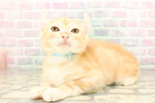 東京都のアメリカンカール (Coo&RIKU八王子西店/2026年3月31日生まれ/男の子/レッドタビー)の子猫の2枚目の画像