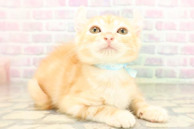 東京都のアメリカンカール (Coo&RIKU八王子西店/2026年3月31日生まれ/男の子/レッドタビー)の子猫の3枚目の画像
