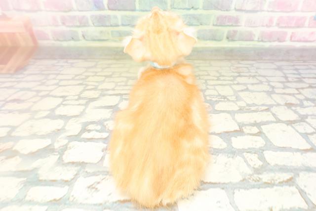 東京都のアメリカンカール (Coo&RIKU八王子西店/2026年3月31日生まれ/男の子/レッドタビー)の子猫の4枚目の画像