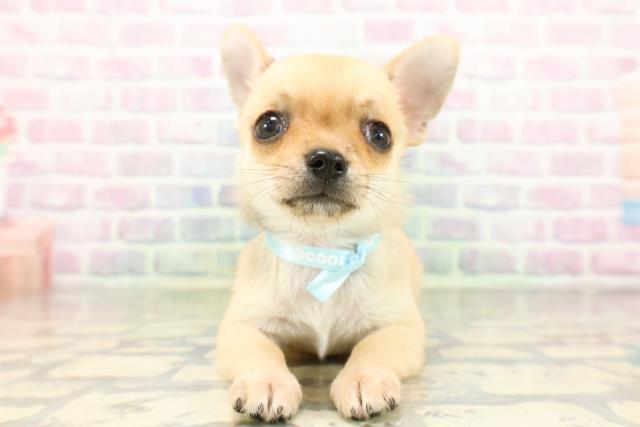 栃木県のチワワ(スムース) (Coo&RIKUFKDインターパーク店/2026年4月14日生まれ/男の子/フォーン)の子犬の1枚目の画像