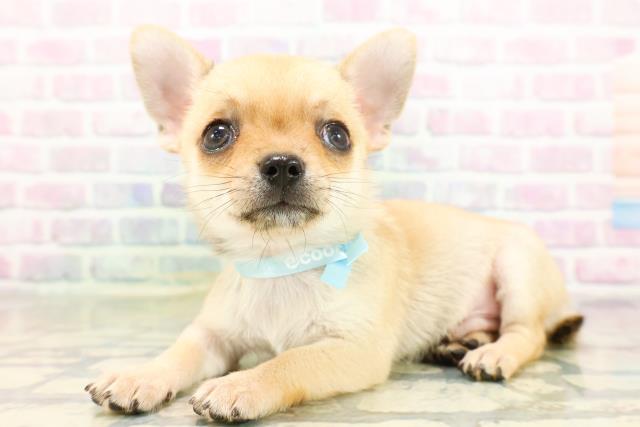 栃木県のチワワ(スムース) (Coo&RIKUFKDインターパーク店/2026年4月14日生まれ/男の子/フォーン)の子犬の2枚目の画像