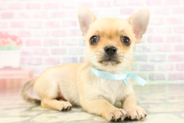 栃木県のチワワ(スムース) (Coo&RIKUFKDインターパーク店/2026年4月14日生まれ/男の子/フォーン)の子犬の3枚目の画像