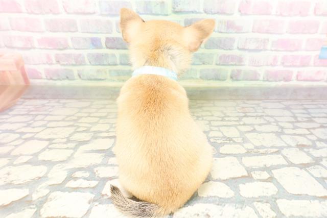 栃木県のチワワ(スムース) (Coo&RIKUFKDインターパーク店/2026年4月14日生まれ/男の子/フォーン)の子犬の4枚目の画像