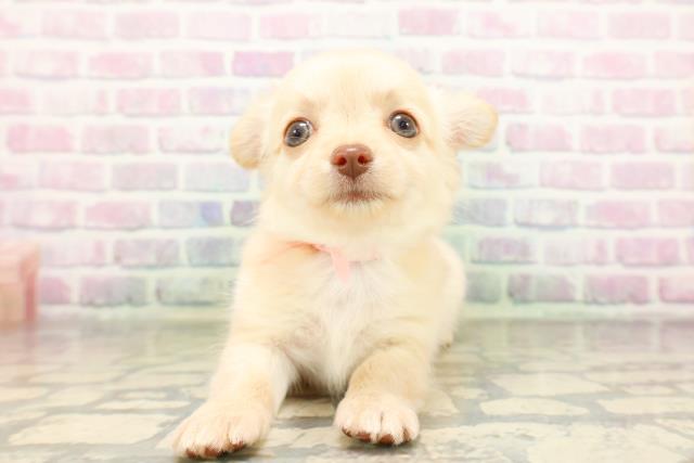 茨城県のチワワ(ロング) (Coo&RIKU日立店/2026年4月14日生まれ/女の子/クリーム)の子犬の1枚目の画像
