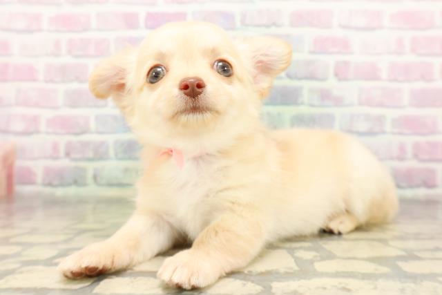 茨城県のチワワ(ロング) (Coo&RIKU日立店/2026年4月14日生まれ/女の子/クリーム)の子犬の2枚目の画像