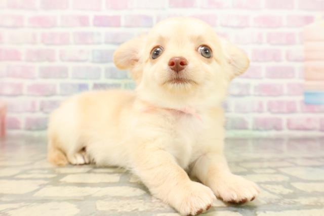 茨城県のチワワ(ロング) (Coo&RIKU日立店/2026年4月14日生まれ/女の子/クリーム)の子犬の3枚目の画像
