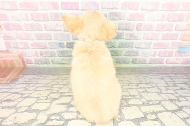茨城県のチワワ(ロング) (Coo&RIKU日立店/2026年4月14日生まれ/女の子/クリーム)の子犬の4枚目の画像