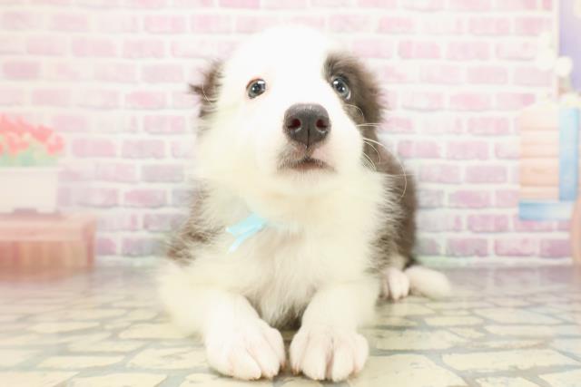 神奈川県のボーダーコリー (Coo&RIKU小田原店/2026年4月11日生まれ/男の子/ブルーホワイト)の子犬の1枚目の画像