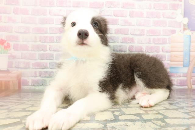 神奈川県のボーダーコリー (Coo&RIKU小田原店/2026年4月11日生まれ/男の子/ブルーホワイト)の子犬の2枚目の画像