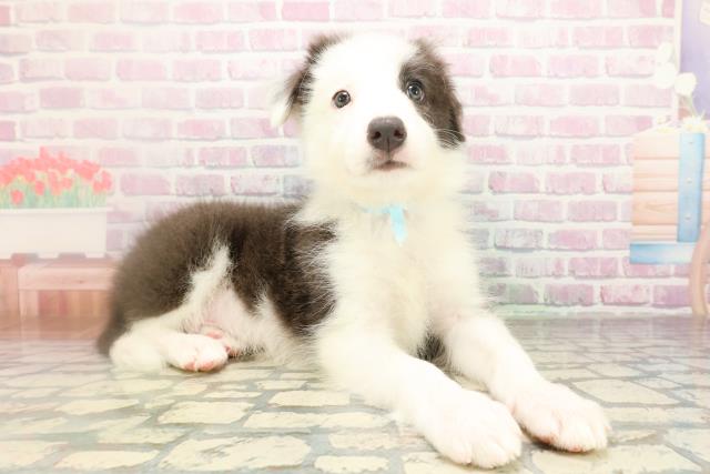 神奈川県のボーダーコリー (Coo&RIKU小田原店/2026年4月11日生まれ/男の子/ブルーホワイト)の子犬の3枚目の画像