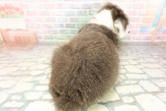 神奈川県のボーダーコリー (Coo&RIKU小田原店/2026年4月11日生まれ/男の子/ブルーホワイト)の子犬の4枚目の画像
