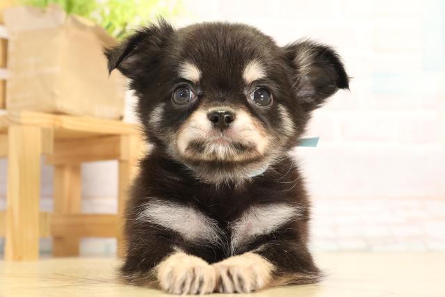 静岡県のチワワ(ロング) (Coo&RIKU沼津店/2026年4月15日生まれ/男の子/ブラッククリーム)の子犬の1枚目の画像
