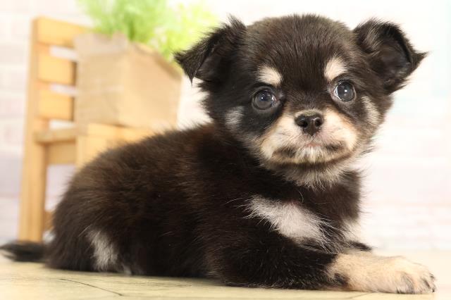 静岡県のチワワ(ロング) (Coo&RIKU沼津店/2026年4月15日生まれ/男の子/ブラッククリーム)の子犬の2枚目の画像