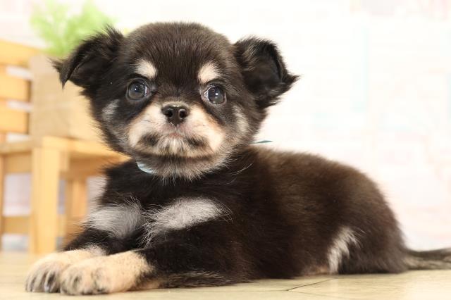 静岡県のチワワ(ロング) (Coo&RIKU沼津店/2026年4月15日生まれ/男の子/ブラッククリーム)の子犬の3枚目の画像