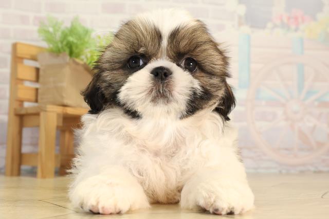 岐阜県のシーズー (Coo&RIKU岐阜店/2026年4月10日生まれ/女の子/ホワイトゴールド)の子犬の1枚目の画像