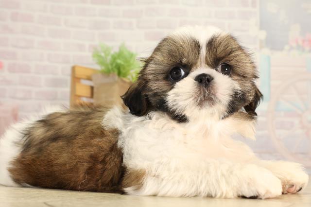 岐阜県のシーズー (Coo&RIKU岐阜店/2026年4月10日生まれ/女の子/ホワイトゴールド)の子犬の2枚目の画像