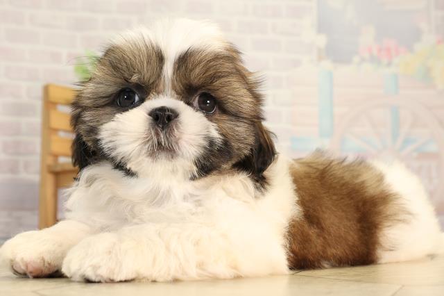 岐阜県のシーズー (Coo&RIKU岐阜店/2026年4月10日生まれ/女の子/ホワイトゴールド)の子犬の3枚目の画像