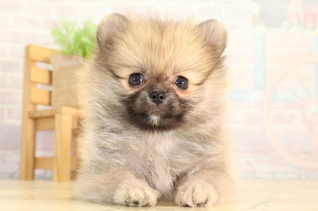 静岡県のポメラニアン (Coo&RIKU静岡SBS通り店/2026年4月15日生まれ/男の子/オレンジ)の子犬の1枚目の画像