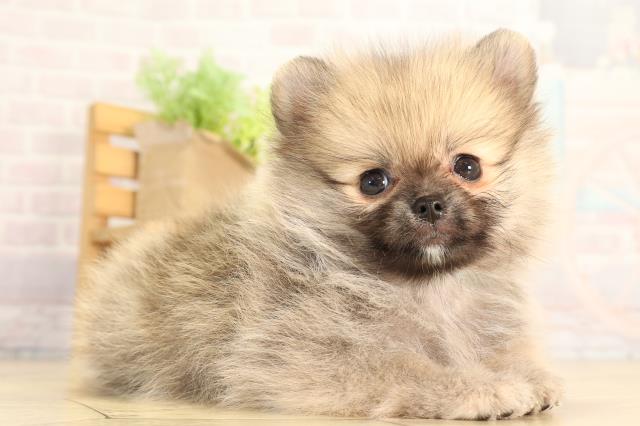 静岡県のポメラニアン (Coo&RIKU静岡SBS通り店/2026年4月15日生まれ/男の子/オレンジ)の子犬の2枚目の画像