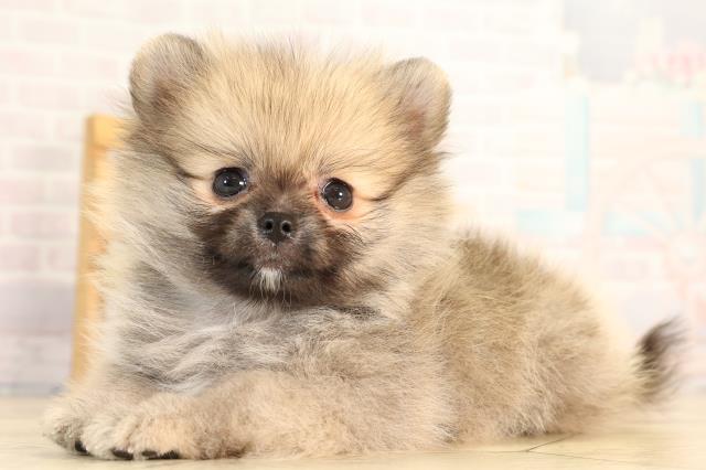 静岡県のポメラニアン (Coo&RIKU静岡SBS通り店/2026年4月15日生まれ/男の子/オレンジ)の子犬の3枚目の画像