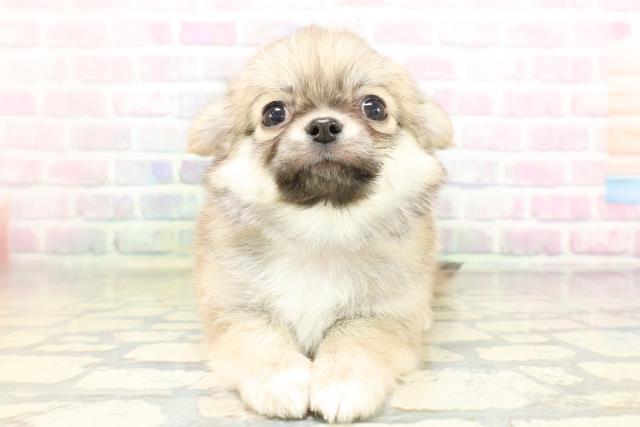 神奈川県のチワワ(ロング) (Coo&RIKU平塚店/2026年4月16日生まれ/男の子/フォーンホワイト)の子犬の1枚目の画像