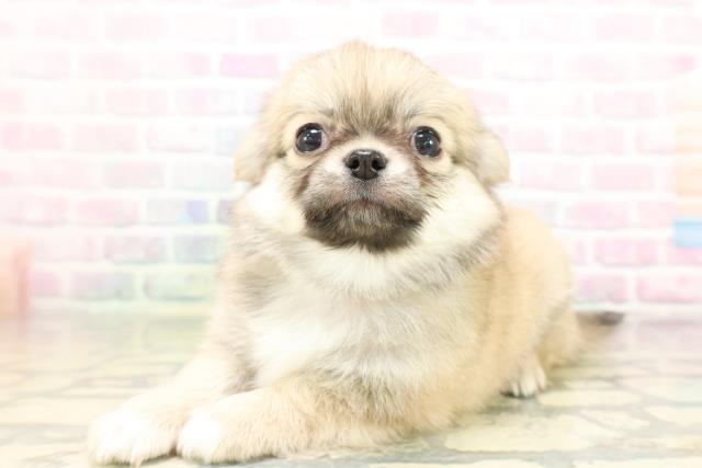 神奈川県のチワワ(ロング) (Coo&RIKU平塚店/2026年4月16日生まれ/男の子/フォーンホワイト)の子犬の2枚目の画像
