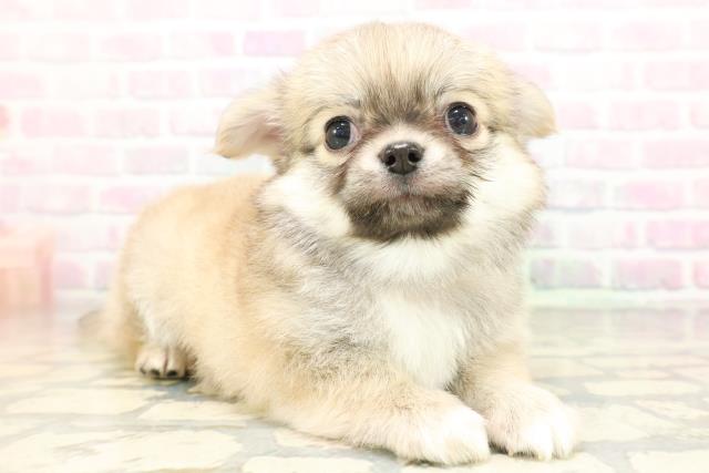 神奈川県のチワワ(ロング) (Coo&RIKU平塚店/2026年4月16日生まれ/男の子/フォーンホワイト)の子犬の3枚目の画像
