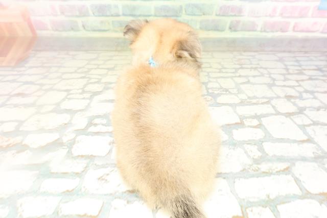 神奈川県のチワワ(ロング) (Coo&RIKU平塚店/2026年4月16日生まれ/男の子/フォーンホワイト)の子犬の4枚目の画像