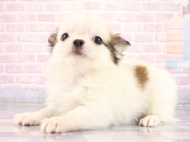 京都府のチワワ(ロング) (Coo&RIKU京都河原町店/2026年4月13日生まれ/男の子/ホワイトレッド)の子犬の3枚目の画像