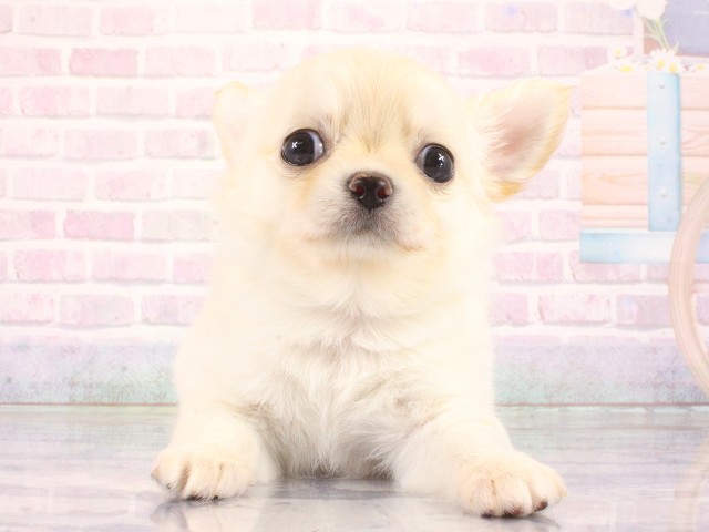 和歌山県のチワワ(ロング) (Coo&RIKU和歌山店/2026年4月15日生まれ/男の子/クリーム)の子犬の1枚目の画像