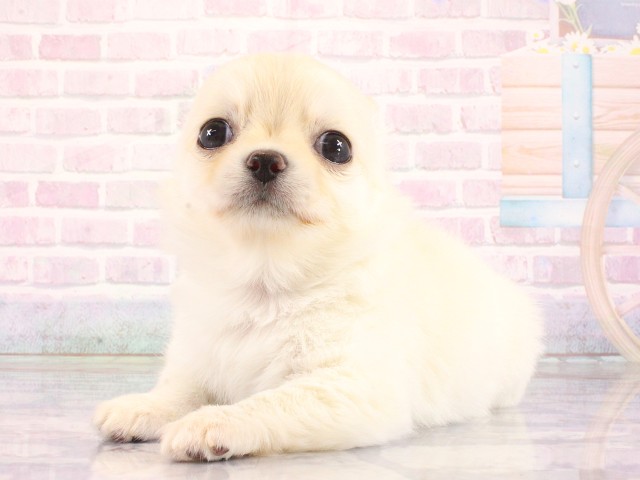 和歌山県のチワワ(ロング) (Coo&RIKU和歌山店/2026年4月15日生まれ/男の子/クリーム)の子犬の2枚目の画像