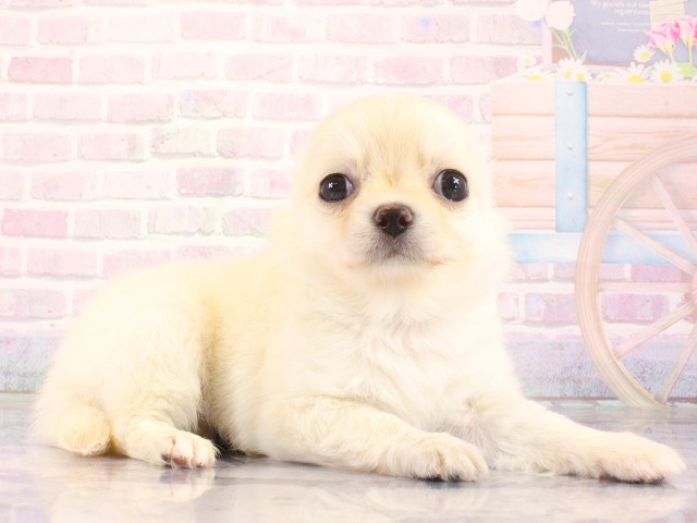 和歌山県のチワワ(ロング) (Coo&RIKU和歌山店/2026年4月15日生まれ/男の子/クリーム)の子犬の3枚目の画像