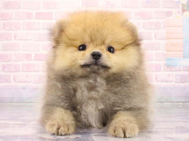 大阪府のポメラニアン (Coo&RIKU天王寺店/2026年4月14日生まれ/女の子/ウルフセーブル)の子犬の1枚目の画像