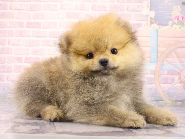 大阪府のポメラニアン (Coo&RIKU天王寺店/2026年4月14日生まれ/女の子/ウルフセーブル)の子犬の2枚目の画像