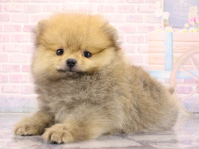 大阪府のポメラニアン (Coo&RIKU天王寺店/2026年4月14日生まれ/女の子/ウルフセーブル)の子犬の3枚目の画像