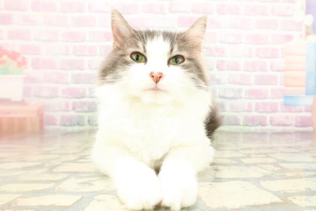 ノルウェージャン・フォレストキャット