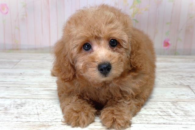 北海道のトイプードル(トイ) (Coo&RIKU札幌東店/2026年4月15日生まれ/男の子/レッド)の子犬の1枚目の画像