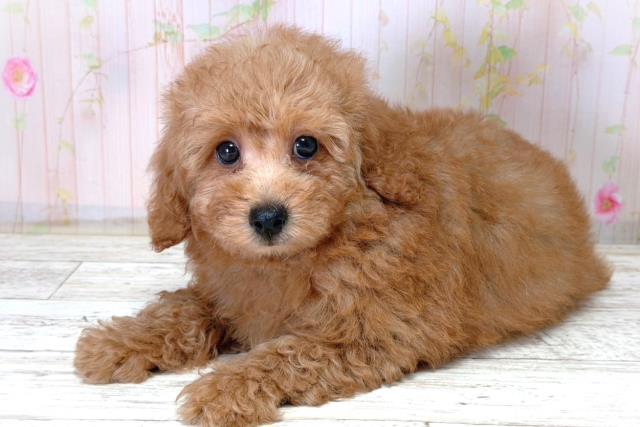 北海道のトイプードル(トイ) (Coo&RIKU札幌東店/2026年4月15日生まれ/男の子/レッド)の子犬の2枚目の画像