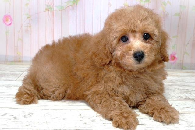 北海道のトイプードル(トイ) (Coo&RIKU札幌東店/2026年4月15日生まれ/男の子/レッド)の子犬の3枚目の画像
