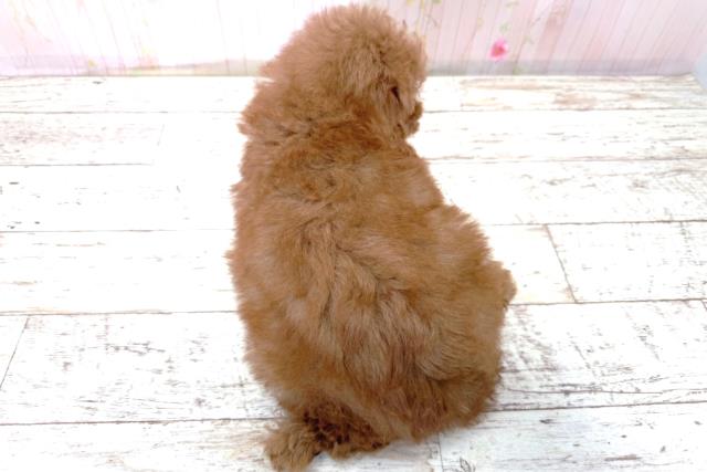 北海道のトイプードル(トイ) (Coo&RIKU札幌東店/2026年4月15日生まれ/男の子/レッド)の子犬の4枚目の画像