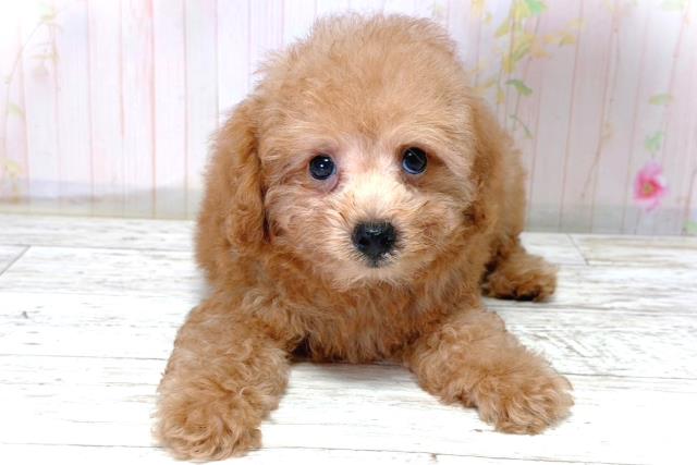 北海道のトイプードル(トイ) (Coo&RIKU釧路店/2026年4月15日生まれ/男の子/レッド)の子犬の1枚目の画像