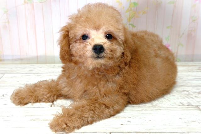 北海道のトイプードル(トイ) (Coo&RIKU釧路店/2026年4月15日生まれ/男の子/レッド)の子犬の2枚目の画像