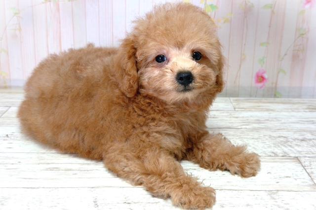 北海道のトイプードル(トイ) (Coo&RIKU釧路店/2026年4月15日生まれ/男の子/レッド)の子犬の3枚目の画像