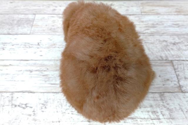 北海道のトイプードル(トイ) (Coo&RIKU釧路店/2026年4月15日生まれ/男の子/レッド)の子犬の4枚目の画像