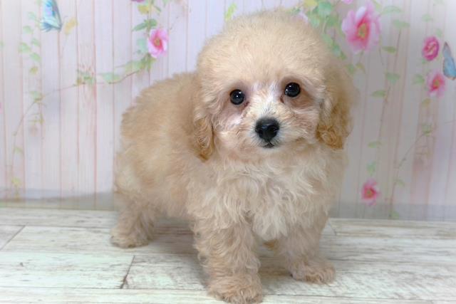 神奈川県のトイプードル(トイ) (Coo&RIKUパウ川崎店/2026年4月15日生まれ/男の子/アプリコット)の子犬の3枚目の画像