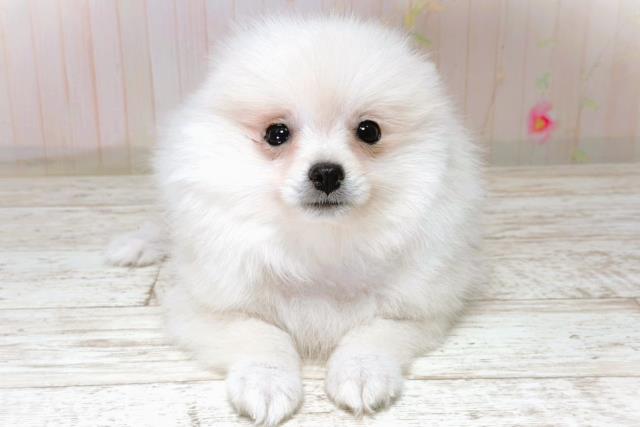 千葉県のポメラニアン (Coo&RIKU市原店/2026年3月25日生まれ/女の子/クリーム)の子犬